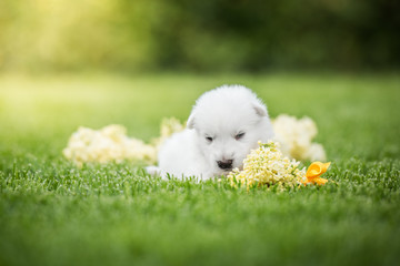 white swiss shepherd small puppy outside