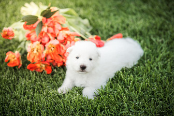 white swiss shepherd small puppy outside