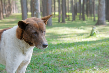 dog in pine tree forest