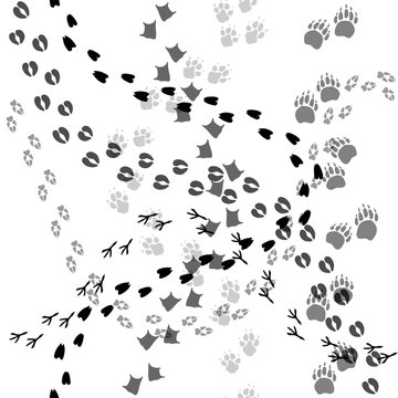 Animal and bird trace steps black imprints, seamless pattern on white