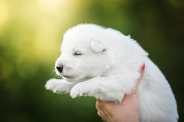 white swiss shepherd small puppy outside