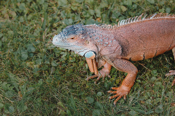 The green iguana or American iguana