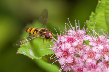 Hover fly