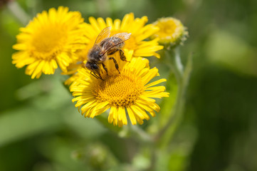 Bee on yellow flower