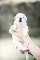 white swiss shepherd small puppy outside