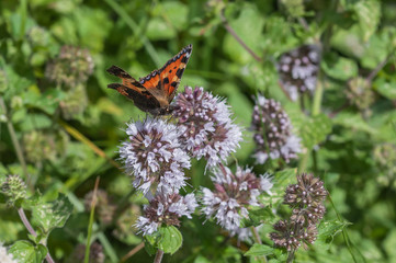 Small Tortoiseshell butterfly
