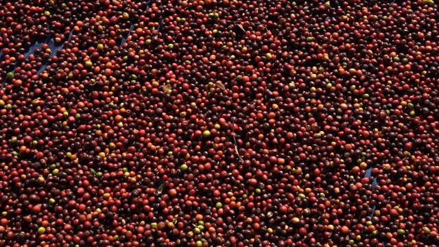 Fresh Arabica coffee berries . Organic coffee farm