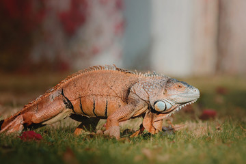 The green iguana or American iguana