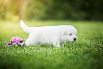 white swiss shepherd small puppy outside