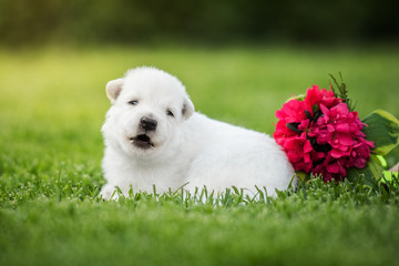 white swiss shepherd small puppy outside