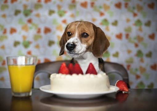 Dog with birthday cake