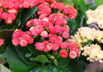 Kalanchoe, indoor plant with pink lush flowers in the greenhouse