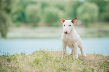 standard english bull terrier puppy outside