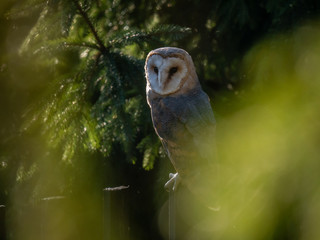 Barn owl (Tyto alba) sitting on a wooden fence. Forest in background. Barn owl portrait. Owl sitting on fence. Owl on fence.