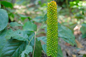 elephant foot yam growing in forest.