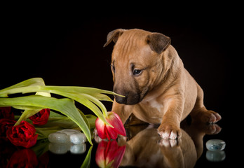 miniature bull terrier puppies studio composition