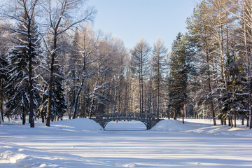 Fototapeta premium Winter landscape in clear weather. Morning bright sun. Snow plays shine. Frosty Snow Park