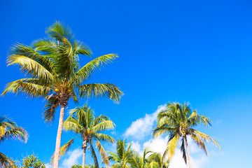 Fototapeta na wymiar Palm trees at blue sunny sky background.