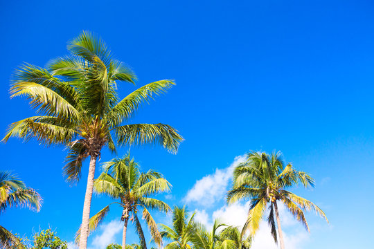 Palm trees at blue sunny sky background.