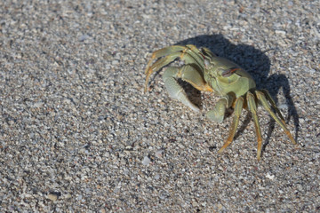Crab on the coast sea in the tropics on sand beach