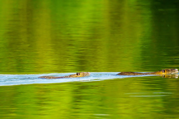 Coypus (Nutria) swim in En Afek nature reserve