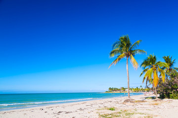 Fototapeta na wymiar Vacation holidays background wallpaper. Palm trees and tropical beach in Varadero, Cuba.