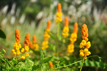 Candle bush senna in the meadow
