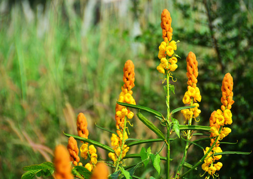 Candle bush senna in the meadow