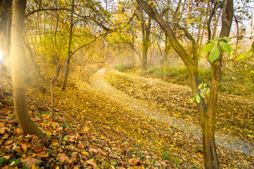 Warm sunset with leaves