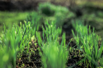 Garden bed with young sprouted edible greens