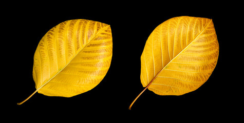 Yellow leaf isolated on black background.