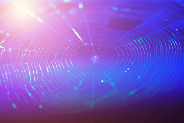 Network connection and technology background concept. Photo of spider web with lines and dots...