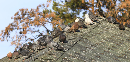 city pigeons on the roof of the building © serikbaib