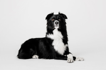Border Collie dog lying head on paws on a white background