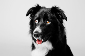 Border Collie dog portrait on a white background