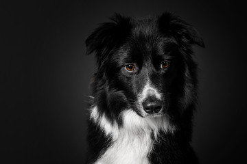 Border collie dog portrait on black background