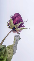Faded or dead rose on white background with selective focus and crop fragment