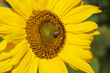Fototapeta premium Bee and sunflower.