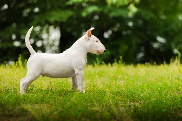 Obraz premium english bull terrier puppy outside