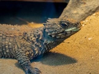 lizard