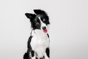 Border collie dog portrait on a white background in the studio