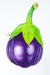 Eggplant botanical watercolor on white background