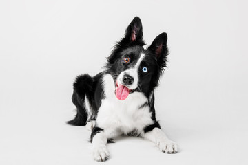 Border collie dog portrait on a white background in the studio