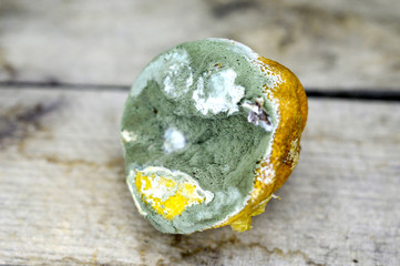 rotten lemon, citrus fruit image,shallow dof