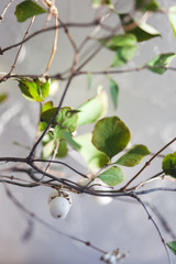 White Coralberry, White Snowberry leaves and branches on a white background. Healthy living consept, wellness concept, copy space.