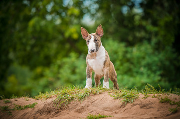 standard english bull terrier puppy