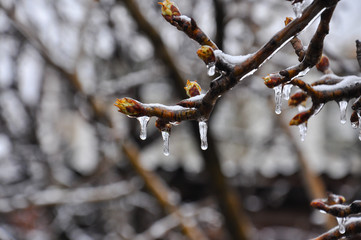 Concept of bad weather condition, frost and agriculture disaster.
Ice on branch with spring buds. Damage to the orchard