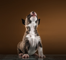 miniature bull terrier small puppy studio