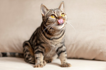 Fototapeta na wymiar British Short hair cat with bright yellow eyes sits on the beige sofa licking with tongue. Tebby color, indoors. Cute cat at home wants delicacy.