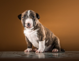 miniature bull terrier small puppy studio